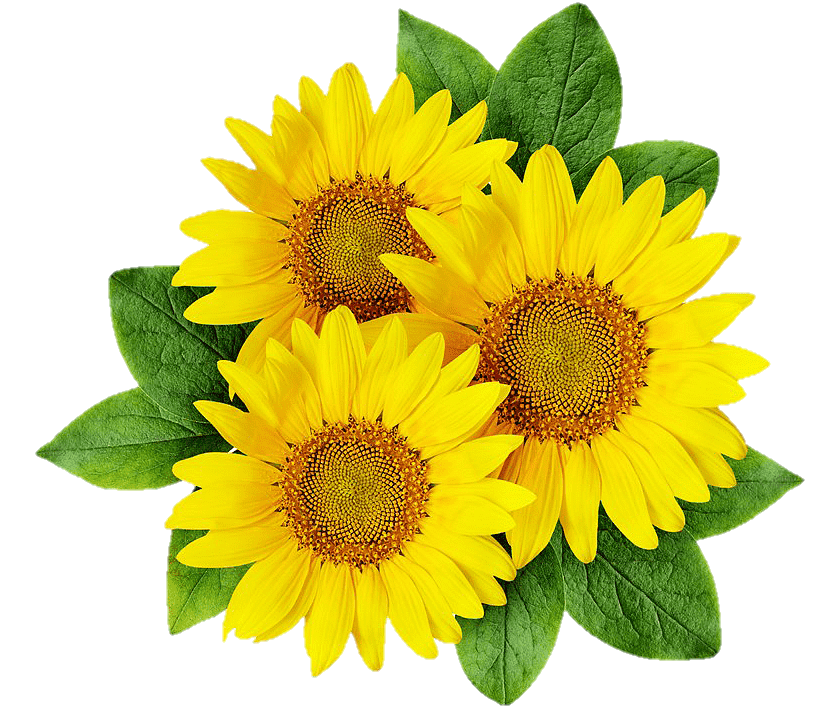 Overlay Sunflower Png