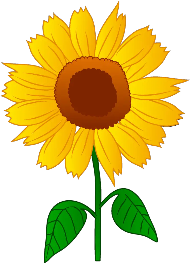 Sunflower Png Clipart Image