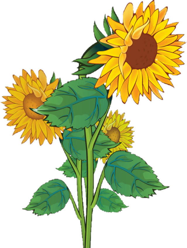 sunflower-png-image-from-pngfre-15