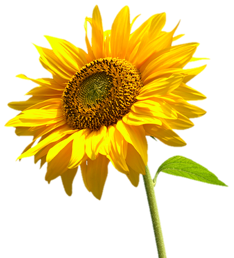 sunflower-png-image-from-pngfre-17