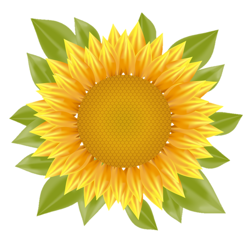 Sunflower Png Vector Image