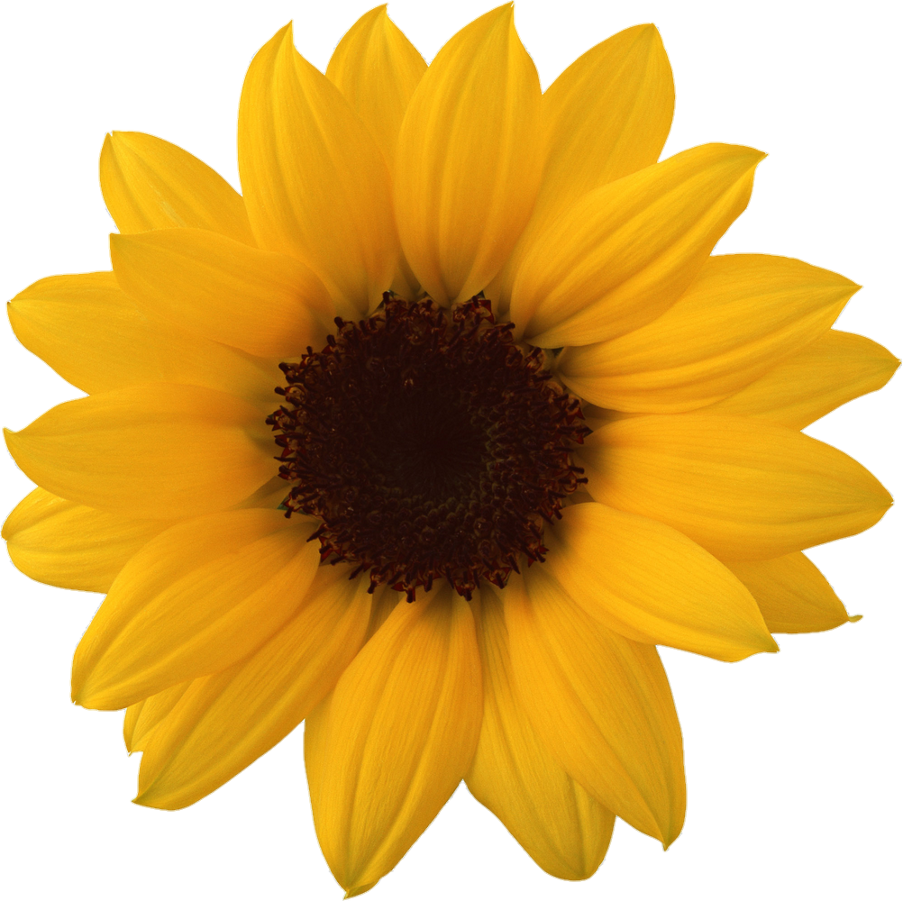 Yellow Sunflower Png