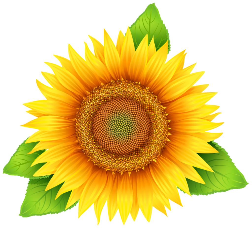 Sunflower Png Vector Image