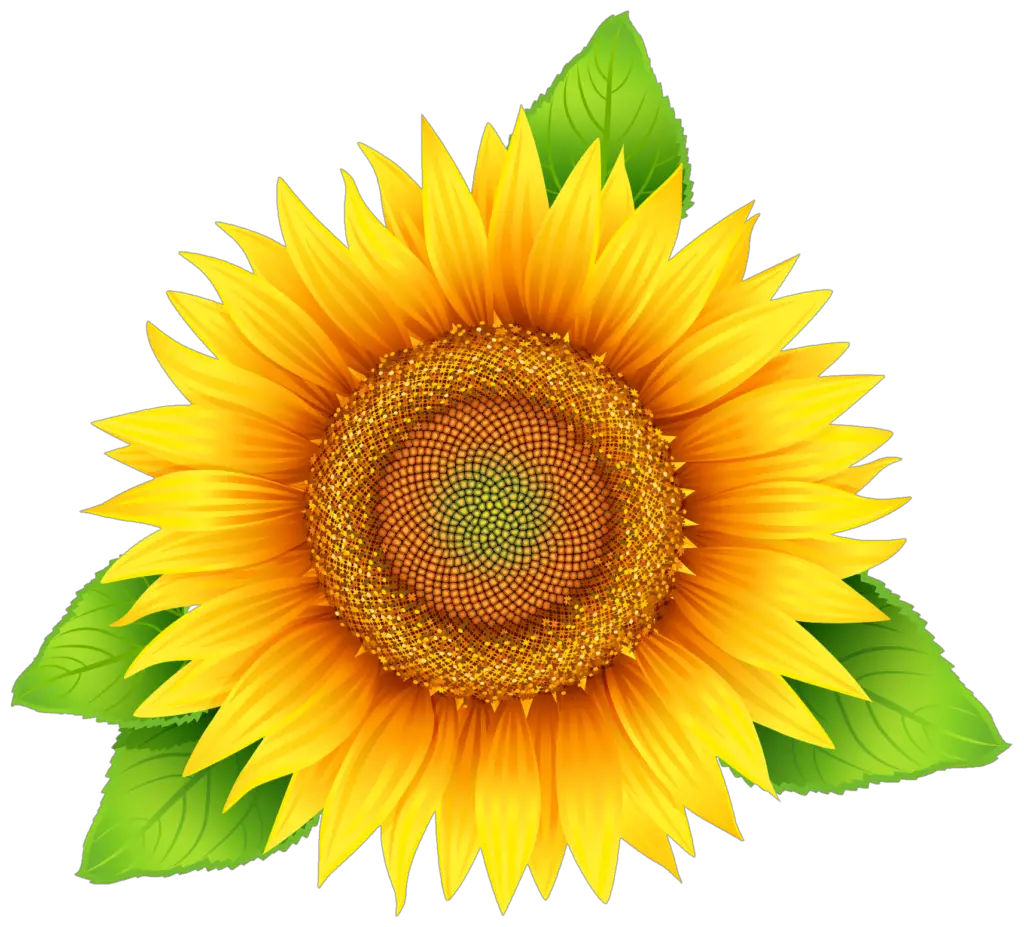 sunflower vector png