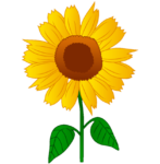 Sunflower png Transparent Image