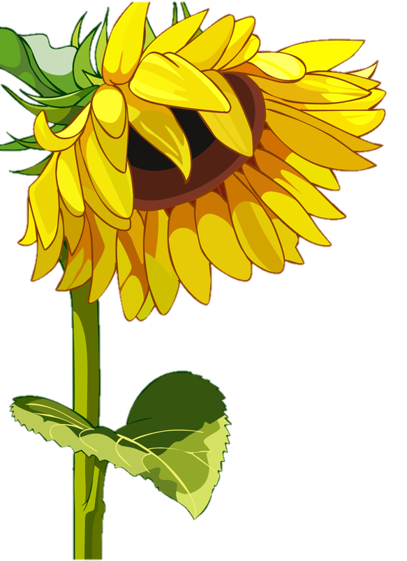 sunflower-png-image-from-pngfre-21
