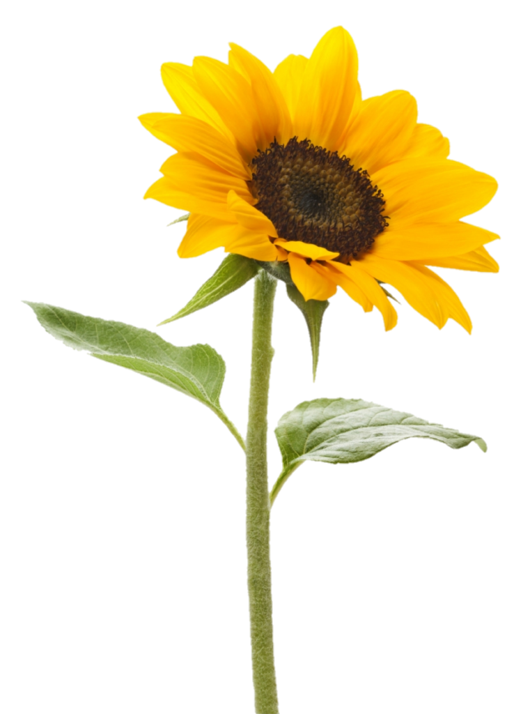 Transparent Sunflower Png