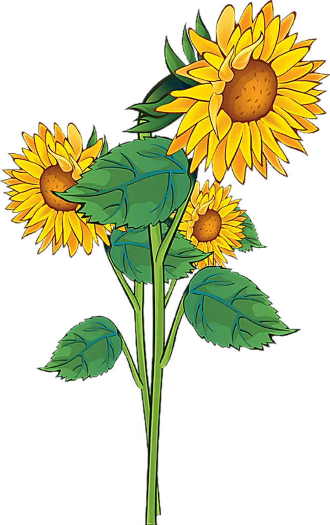 Sunflower Png Clipart