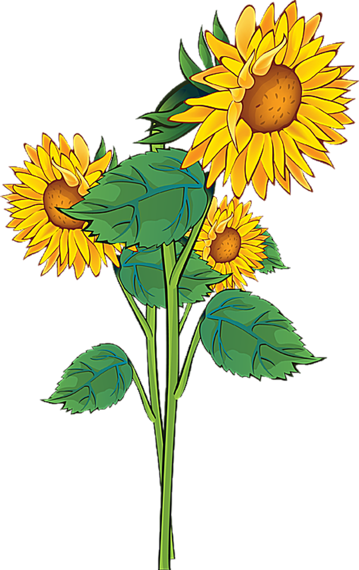 sunflower-png-image-from-pngfre-23