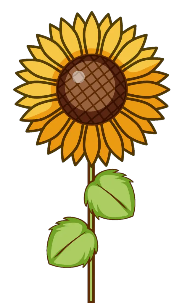 Sunflower Png Vector Image