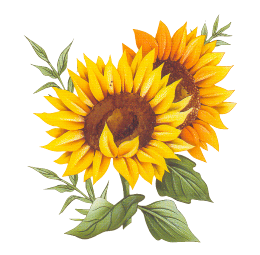 Sunflower Png Drawn