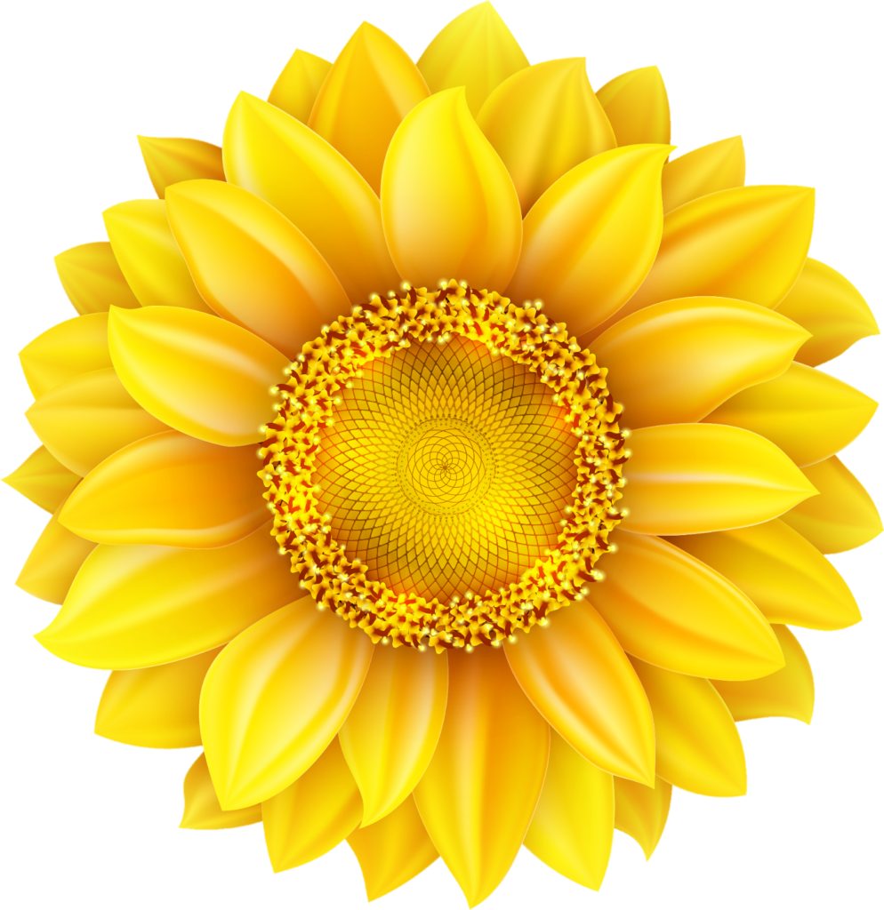High Resolution Sunflower Png Vector Image