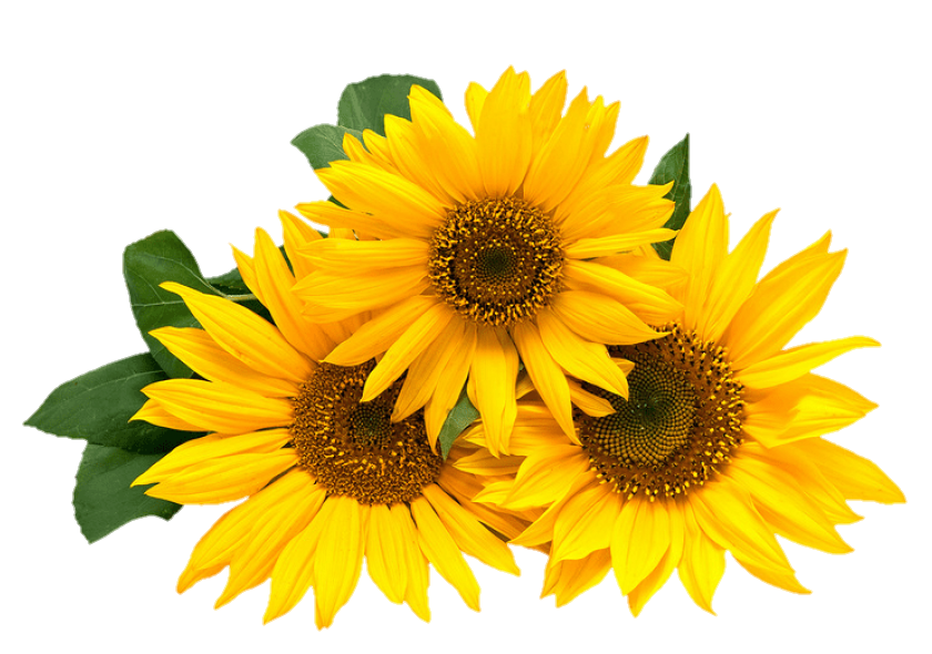 Transparent Sunflower Png Images
