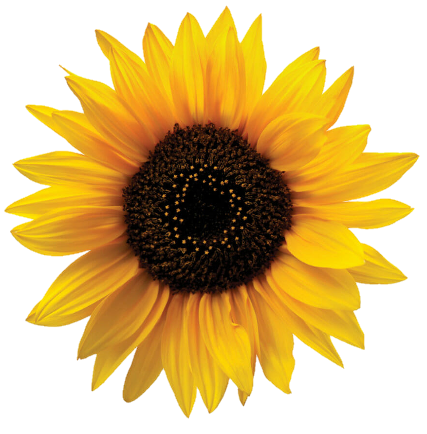 Aesthetic Sunflower Png