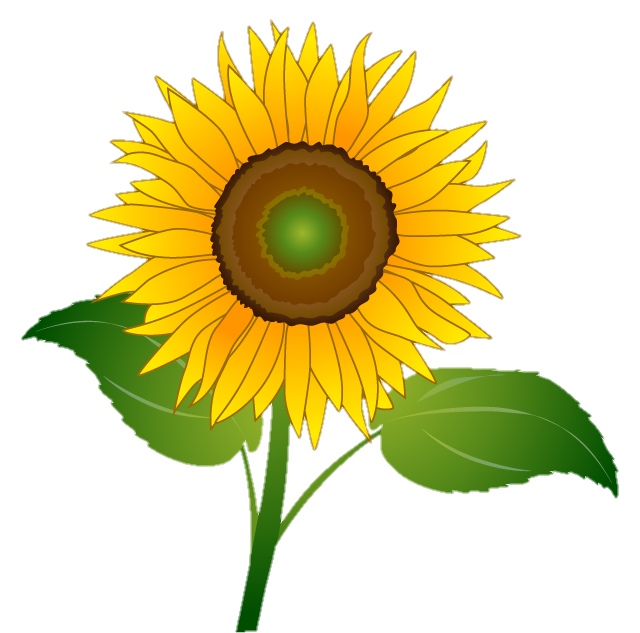 Sunflower Png vector image