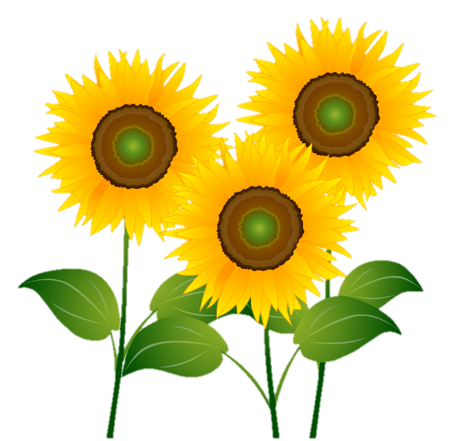 Three Sunflower Png Clipart Image