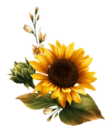 sunflower-png-image-from-pngfre-37