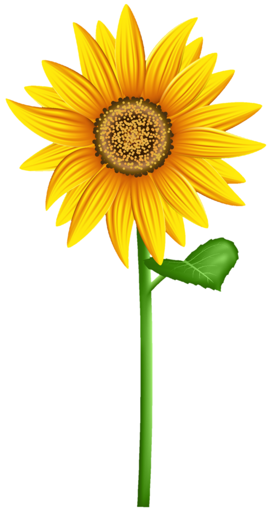 Vector Sunflower Png Image Download 