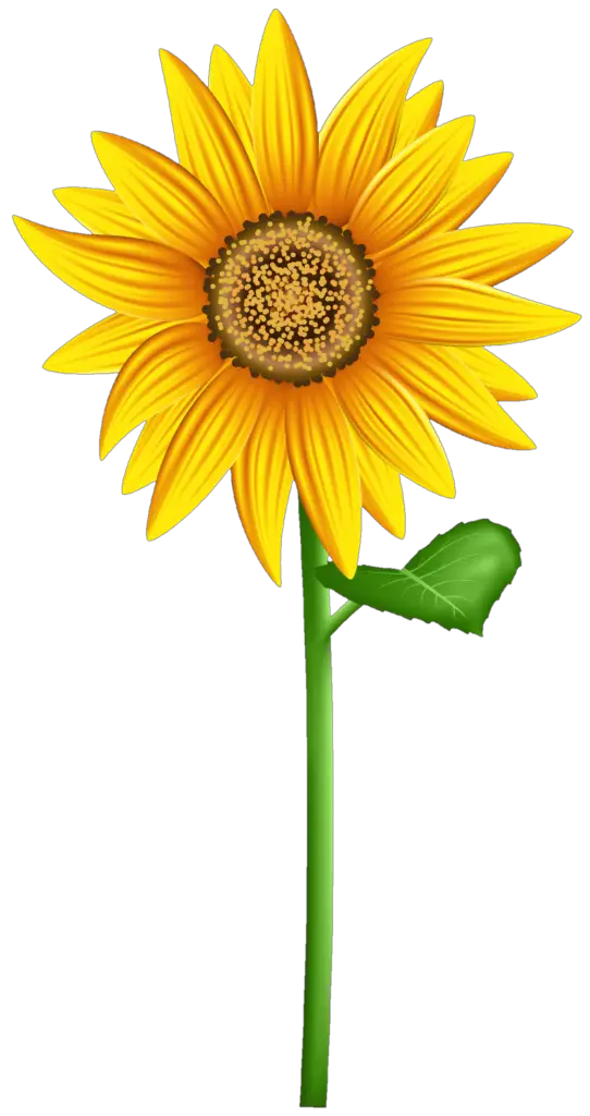 Vector Sunflower Png Image Download 