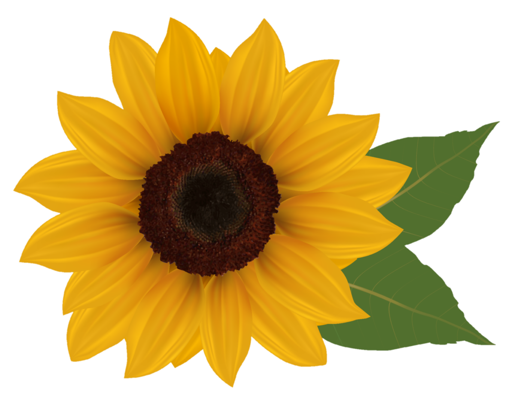 Transparent Sunflower Png Image