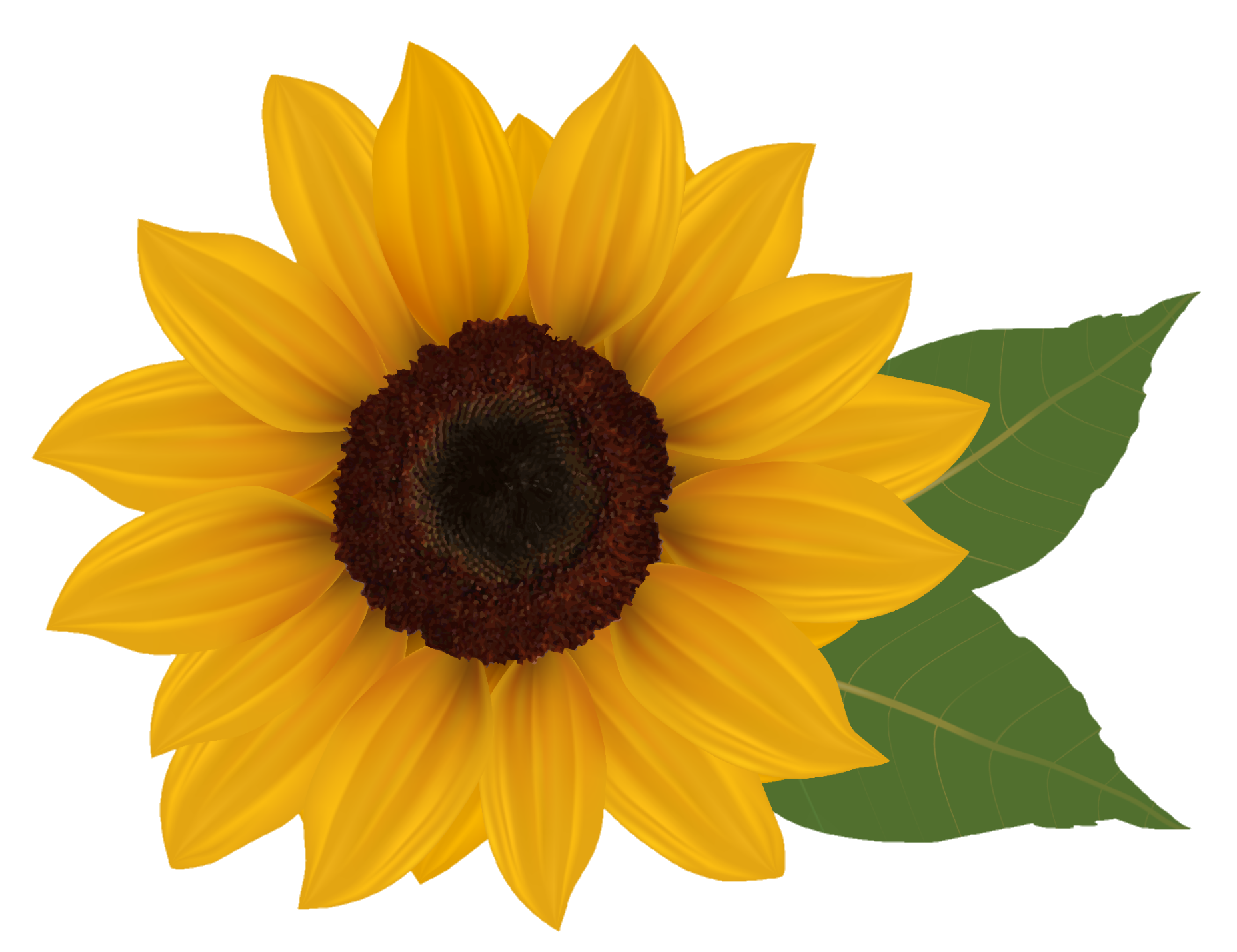 sunflower-png-image-from-pngfre-5-1