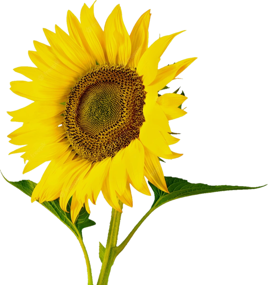 sunflower-png-image-from-pngfre-6