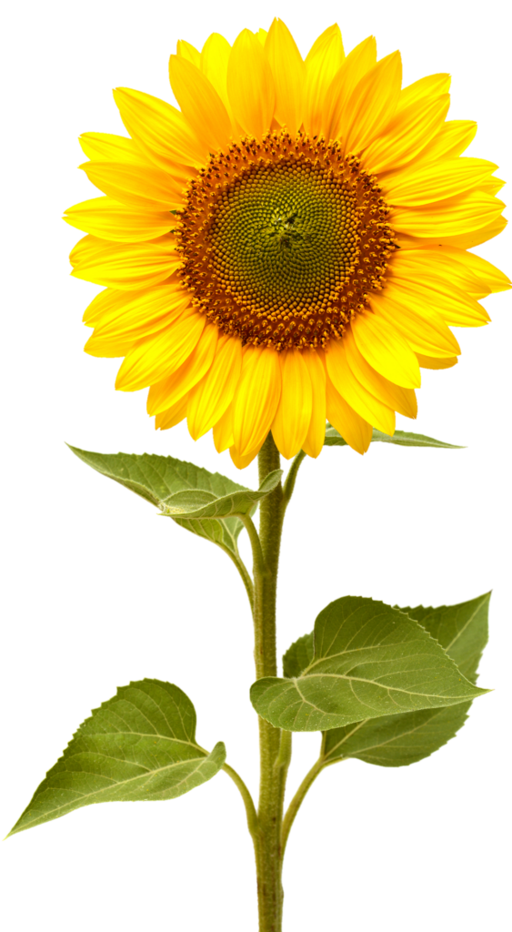Single Sunflower Png