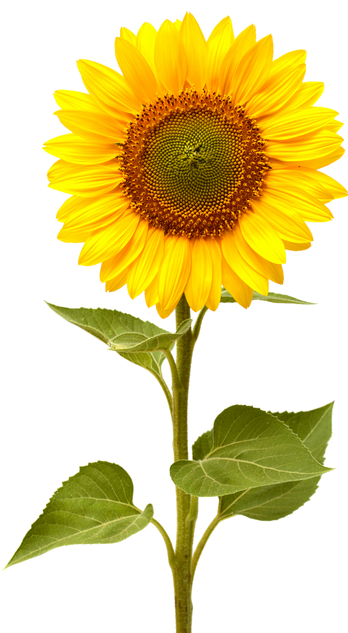 sunflower-png-image-from-pngfre-7-1