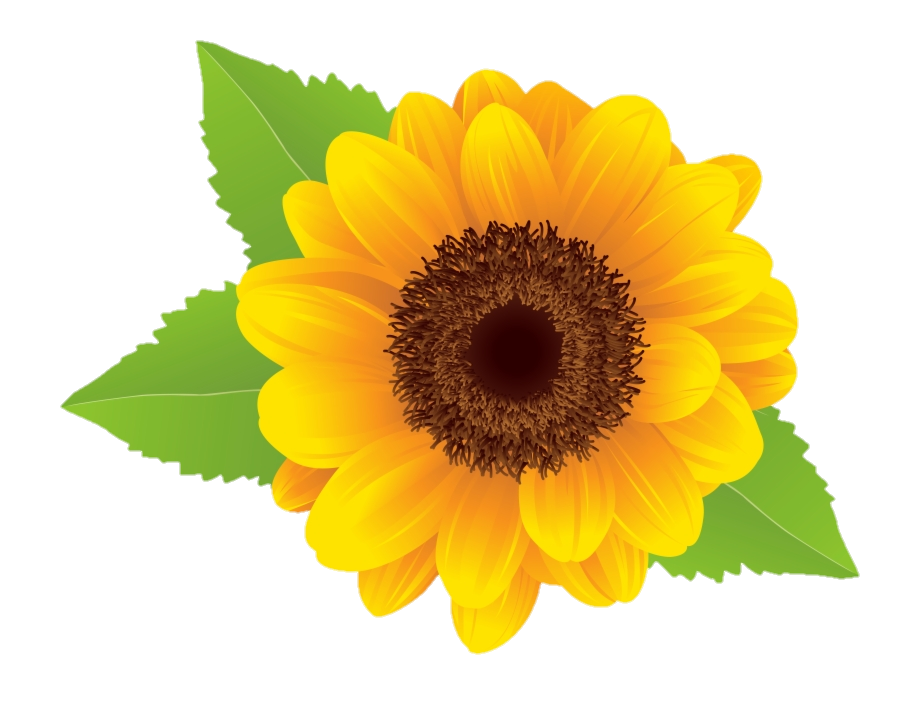Transparent Sunflower Png Vector 