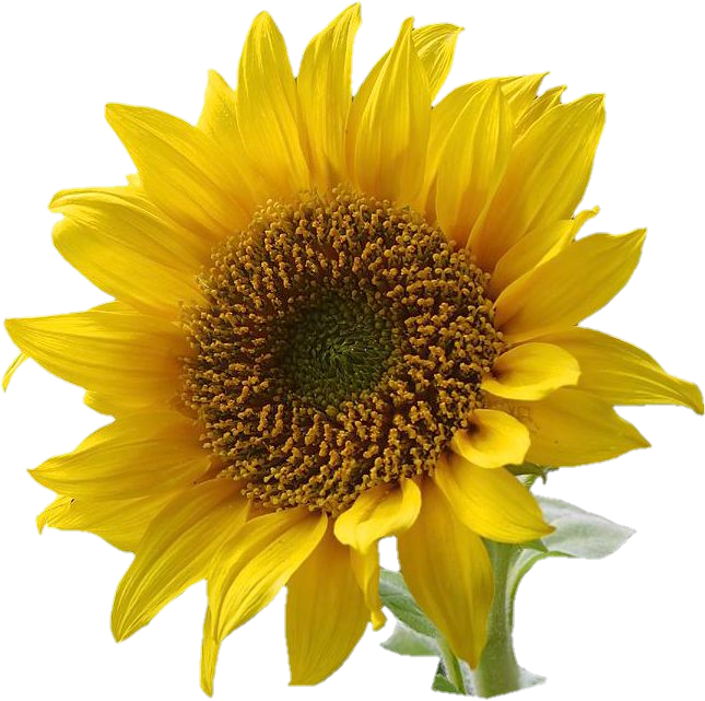 sunflower-png-image-from-pngfre-9