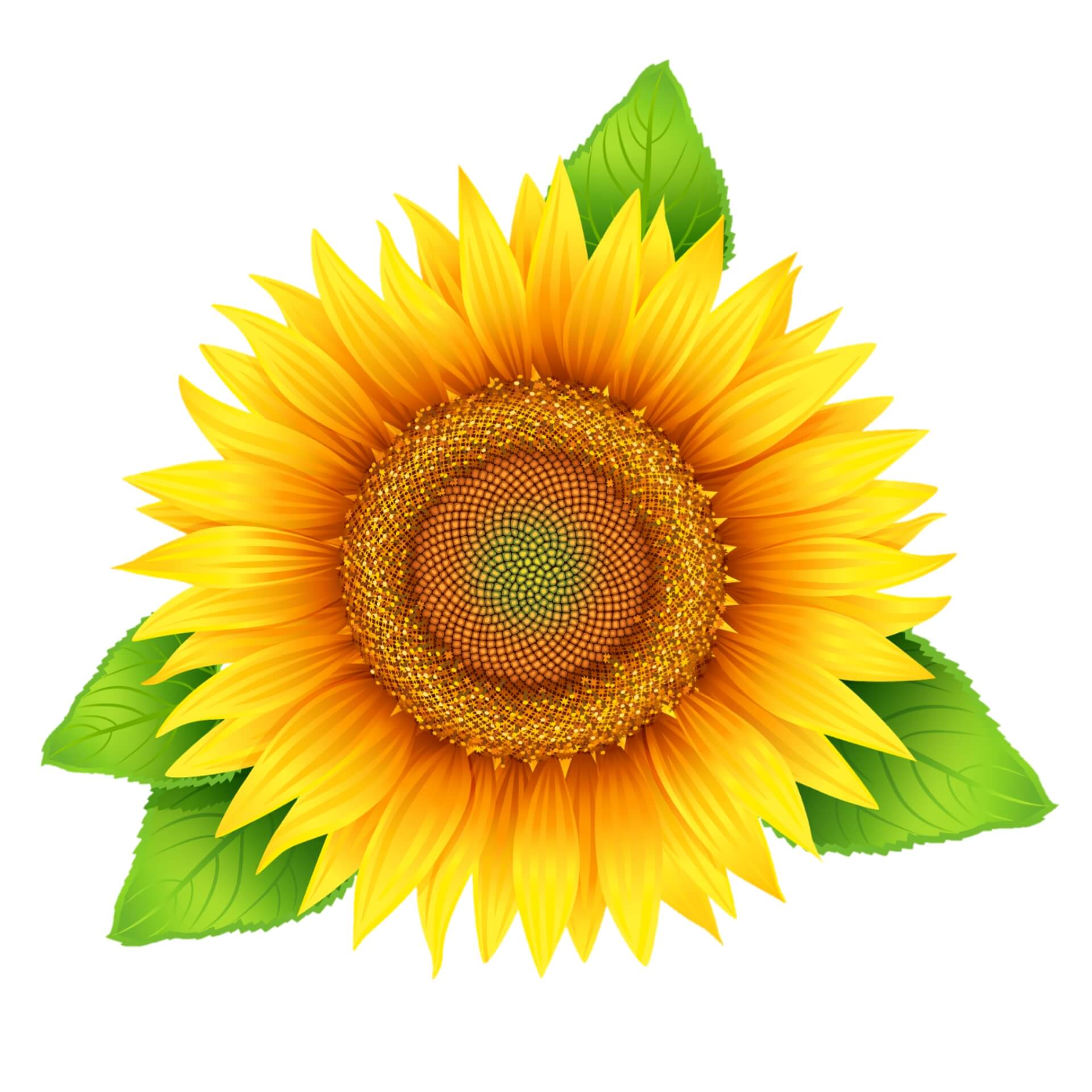 sunflower-png-image