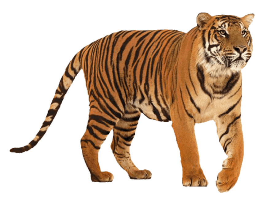 tiger-30