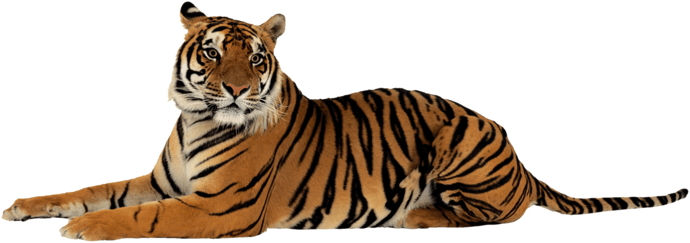 tiger-31