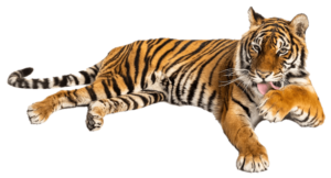 Transparent Tiger Png