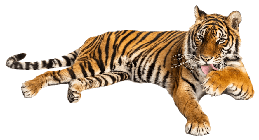tiger-32