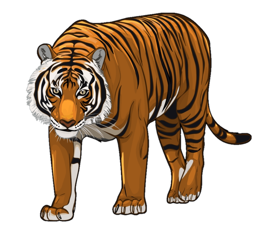 tiger-35