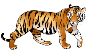 Cartoon Tiger Png