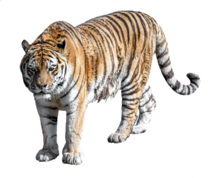 Angry Tiger Png