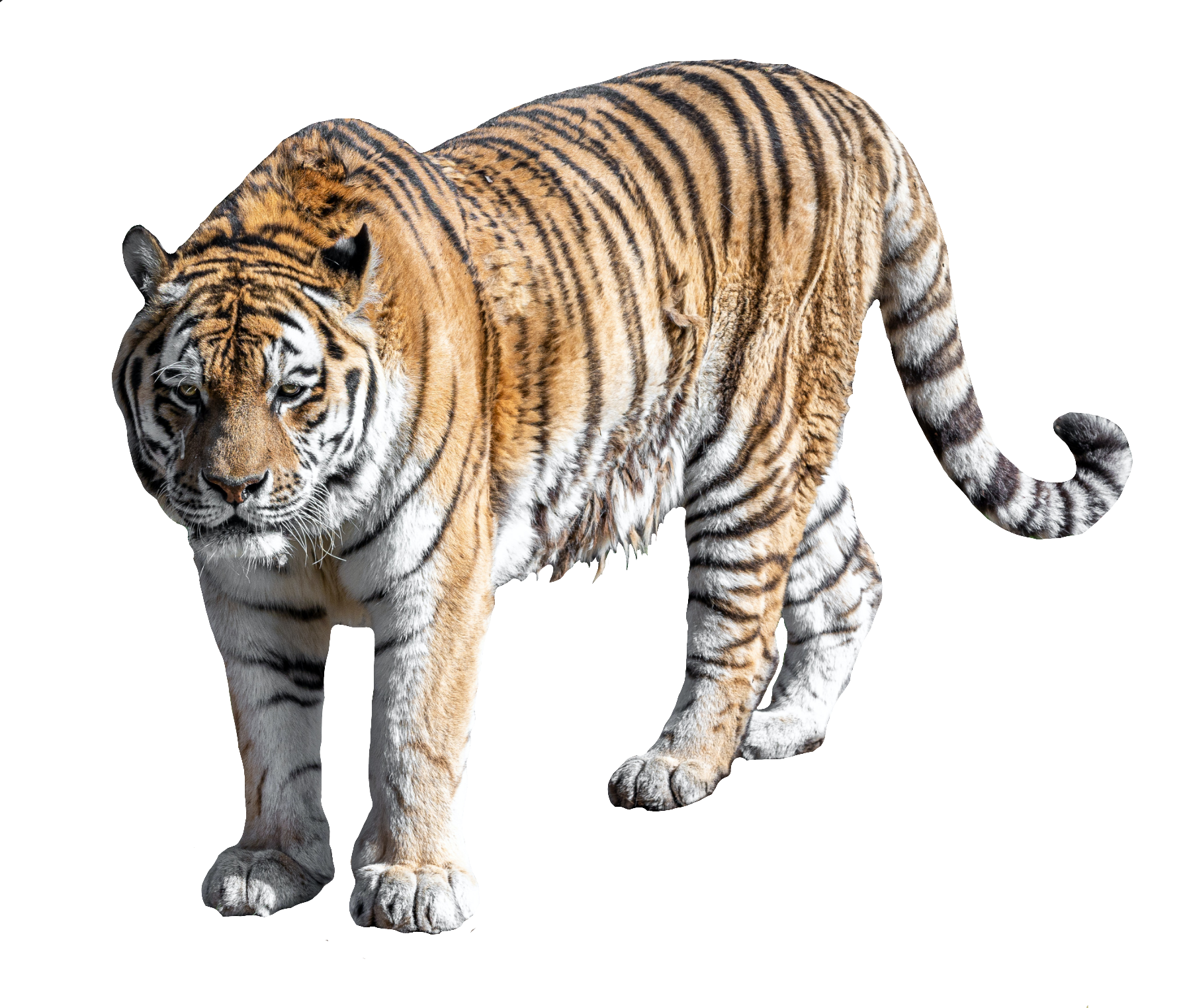 tiger-42