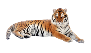 Tiger Png Image