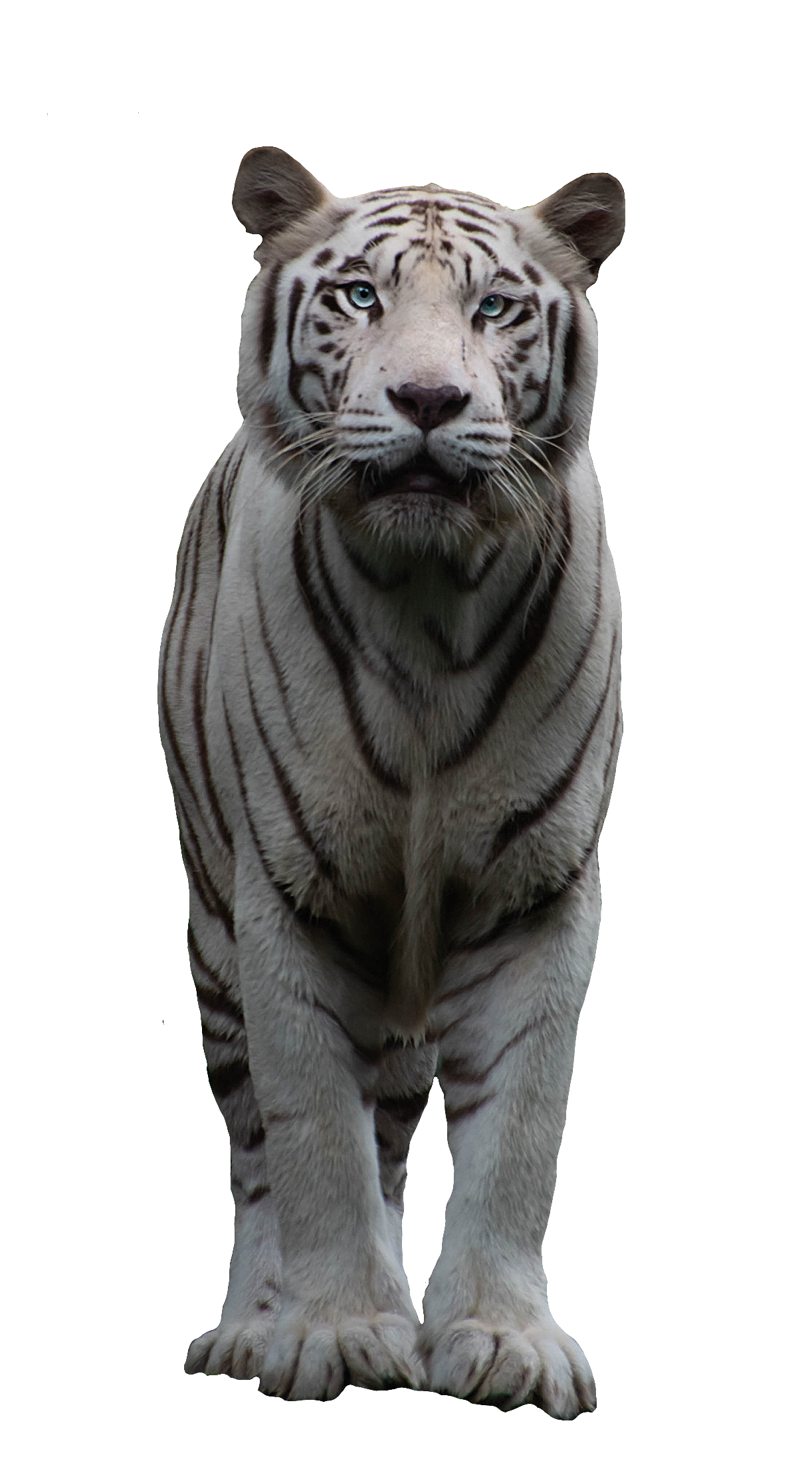 tiger-44
