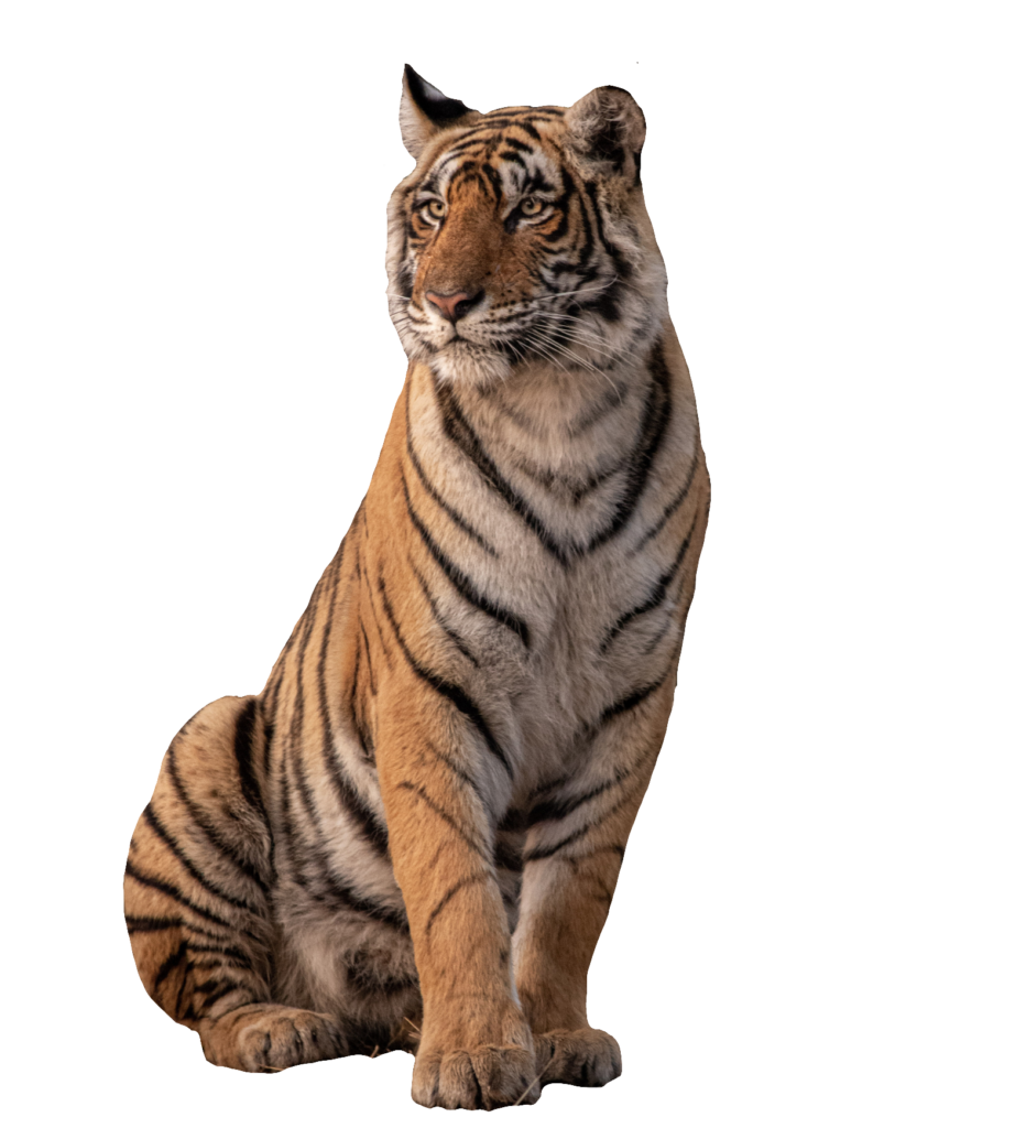 Tiger Cartoon png download - 864*748 - Free Transparent Tiger png