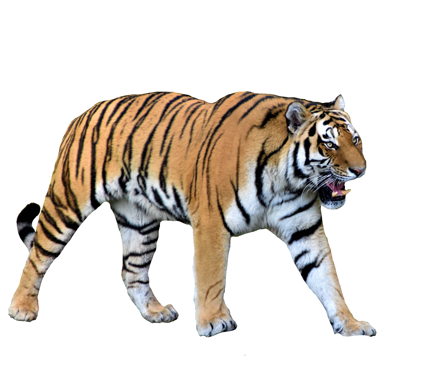 tiger-46