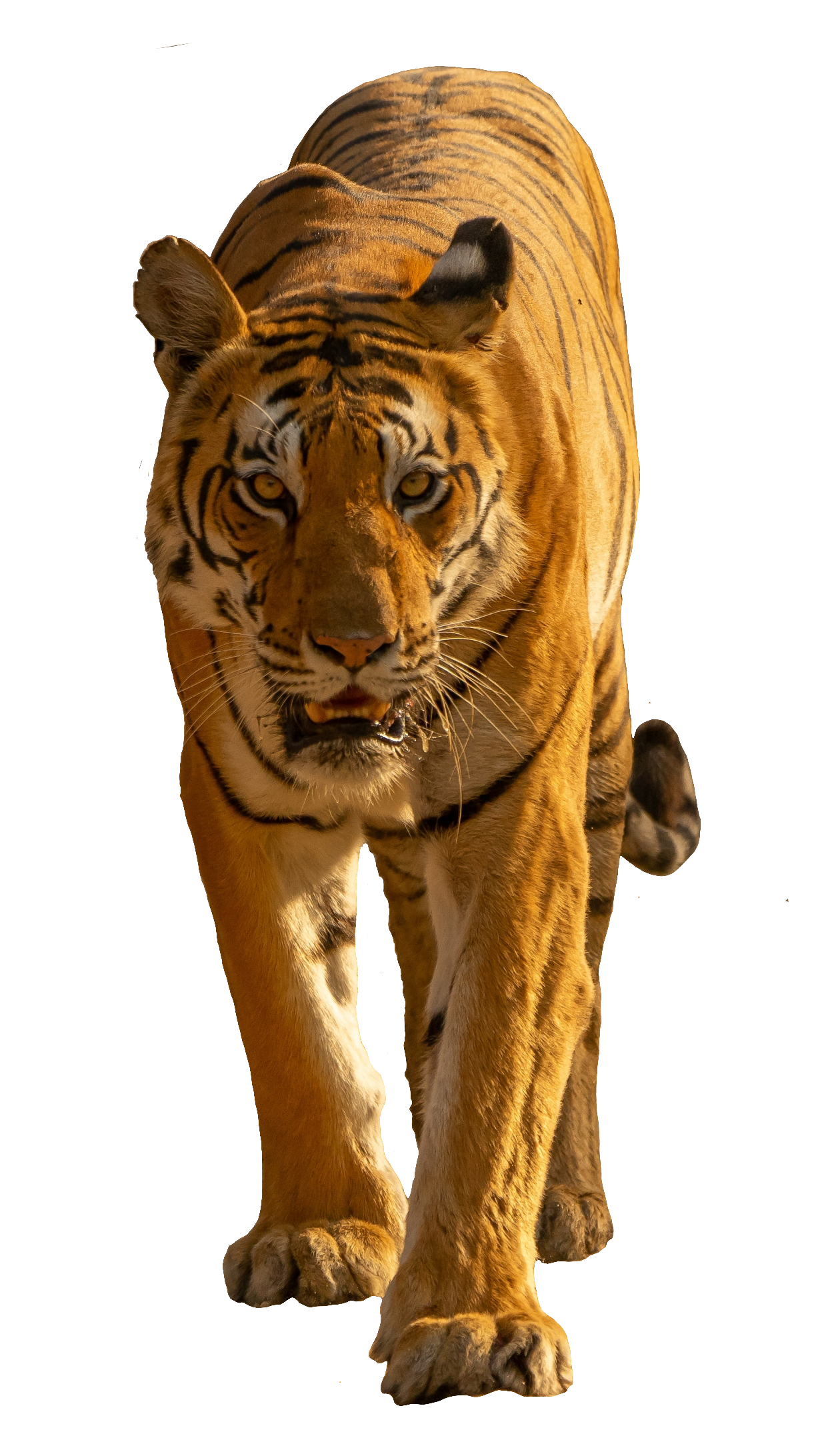 tiger-48