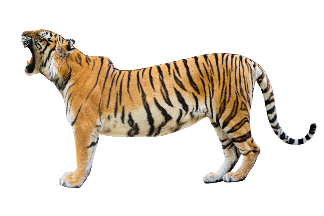 tiger-49
