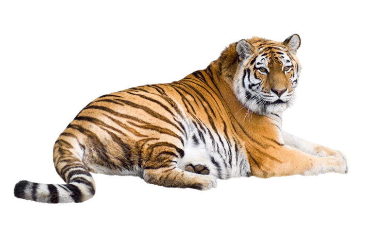 Tiger PNG Transparent Images Free Download - Pngfre