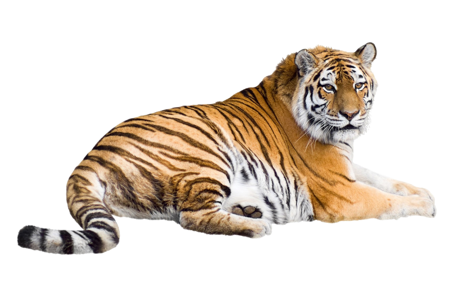 tiger-50