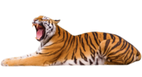 Transparent Tiger Png