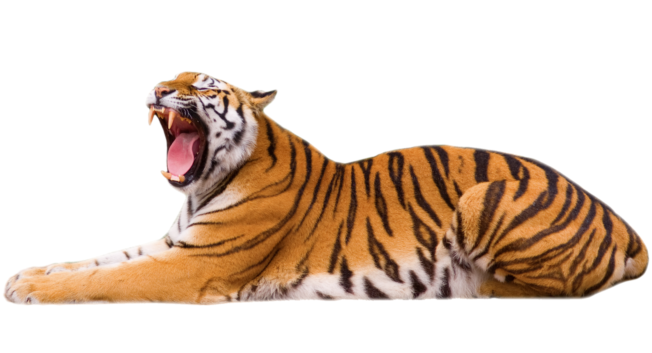 tiger-51