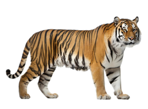 Editing Tiger Png